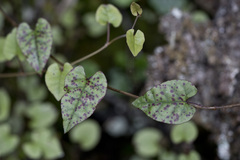 Calystegia tuguriorum