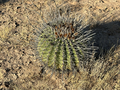 Ferocactus