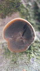 Inonotus