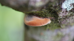 Inonotus