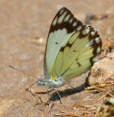 Belenois creona severina