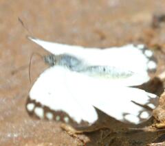 Belenois creona severina