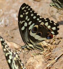 Papilio demodocus demodocus