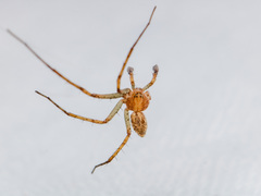 Philodromus longipalpis