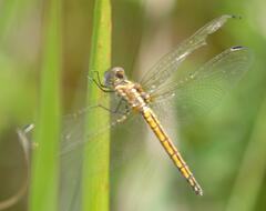 Trithemis furva