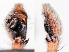 Philodromus longipalpis