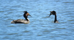 Podiceps cristatus australis