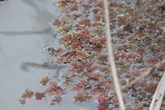 Azolla filiculoides