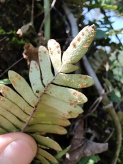 Pleopeltis polypodioides