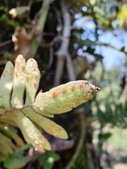 Pleopeltis polypodioides