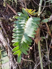 Pleopeltis polypodioides