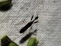 Myodocha annulicornis