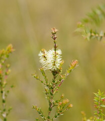 Melaleuca squarrosa