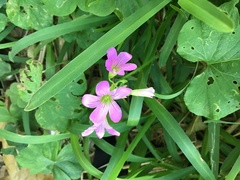 Oxalis debilis