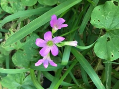 Oxalis debilis