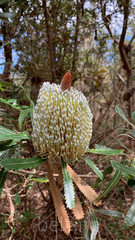 Banksia serrata