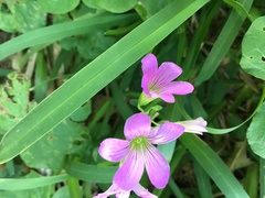 Oxalis debilis