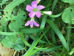 Oxalis debilis
