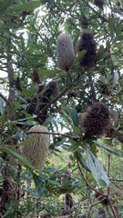 Banksia serrata