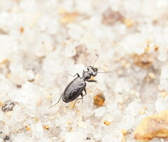 Scopodes
