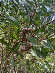 Hakea dactyloides