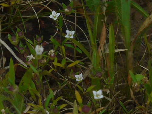 Oldenlandia stocksii, 2008-09-28