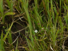 Oldenlandia stocksii