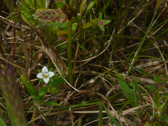 Oldenlandia stocksii