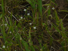 Oldenlandia stocksii