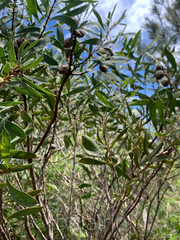 Hakea dactyloides