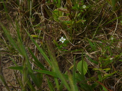 Oldenlandia stocksii