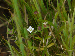 Oldenlandia stocksii