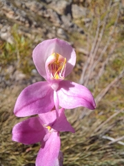 Disa racemosa