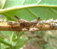 Aconophora compressa