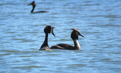 Podiceps cristatus australis