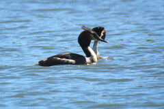 Podiceps cristatus australis