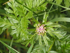 Chaerophyllum eriopodum