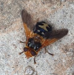 Microtropesa sinuata