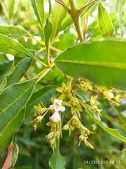 Vitex rehmannii