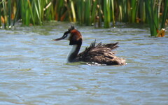 Podiceps cristatus australis
