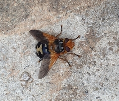 Microtropesa sinuata