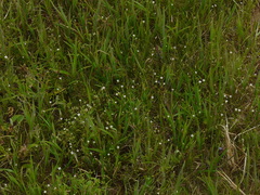 Oldenlandia stocksii