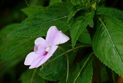 Impatiens platypetala
