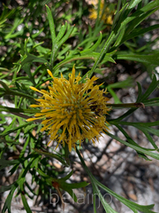 Isopogon