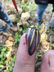 Rochaina mexicana