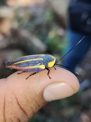 Rochaina mexicana