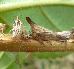 Aconophora compressa