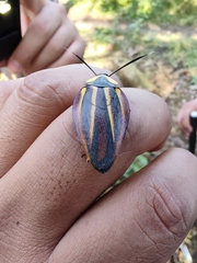 Rochaina mexicana