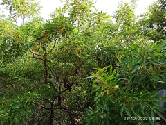 Vitex rehmannii