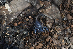 Urodacus manicatus
